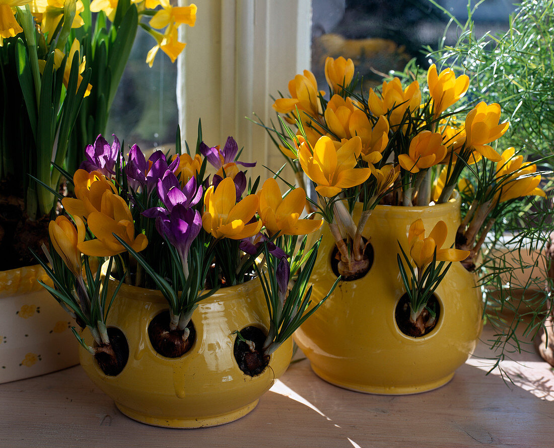 Crocus-Zwiebeln im Oktober in die getöpferten Crocus-Töpfe setzen