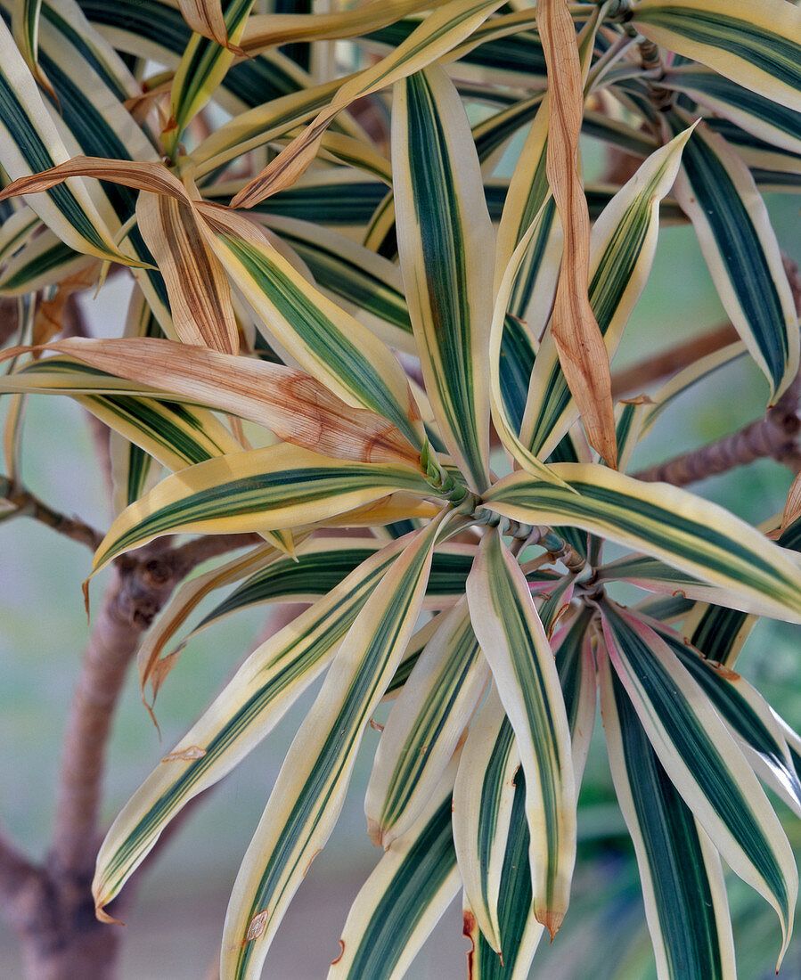 Blattverbräunungen an Dracaena als Folge