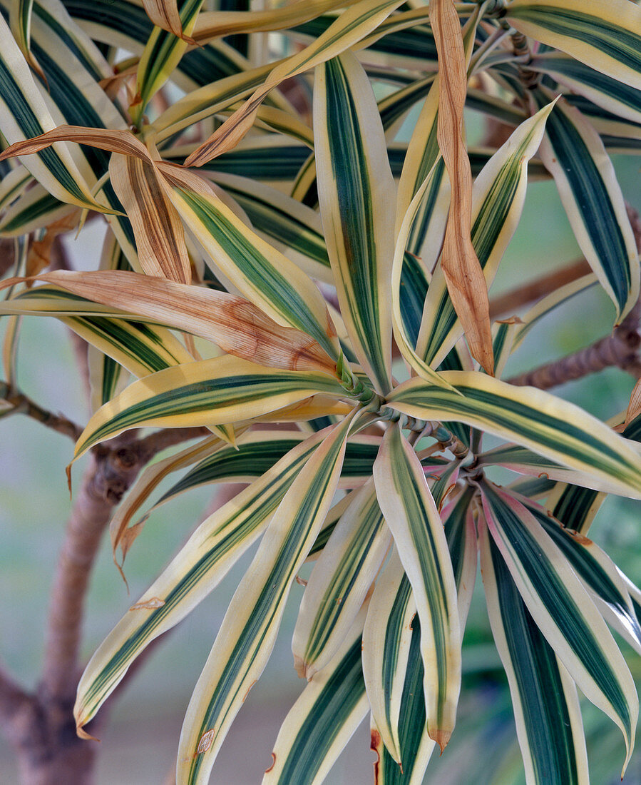Leaf browning on Dracaena as a consequence
