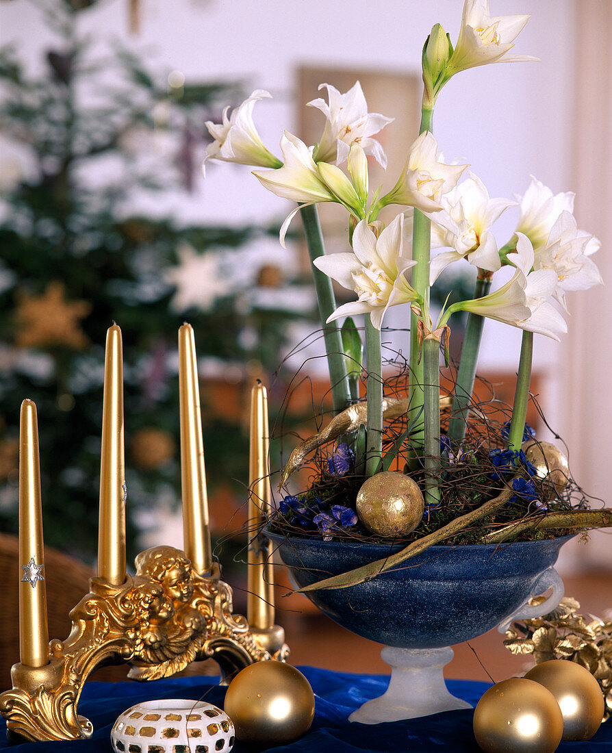 weiße Weihnacht-Amaryllis im Glasgefäß mit vergoldeten Bohnenhülsen und Kugeln dekoriert