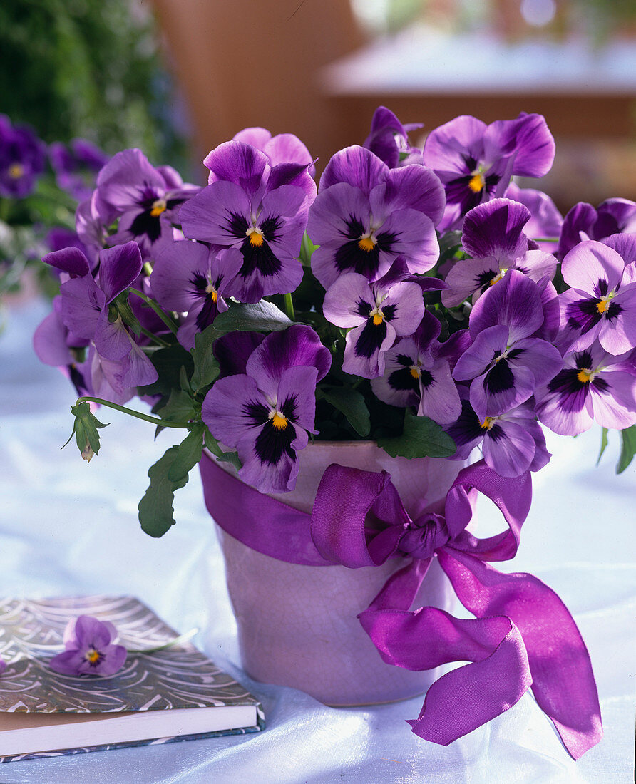 Viola cornuta 'Fam blau mit Auge'