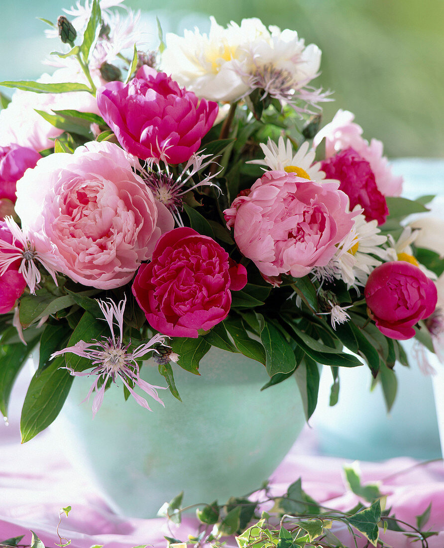 Paeonia officinalis (peony), centaurea (cornflower)