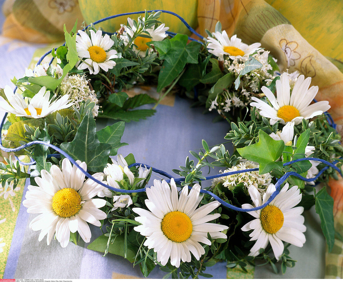 Leucanthemum vulgare (marguerite) wreath