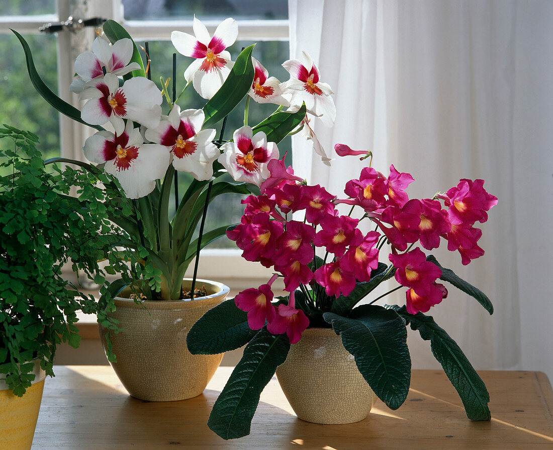 Streptocarpus hybr. (rotary fruit)