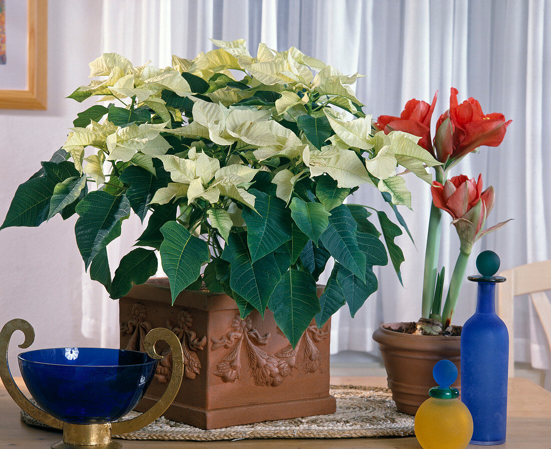 Euphorbia pulcherrima (Poinsettia)