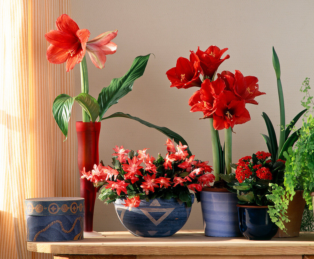 Hippeastrum hybrid, Rhipsalidopsis hybrid (Christmas cactus)