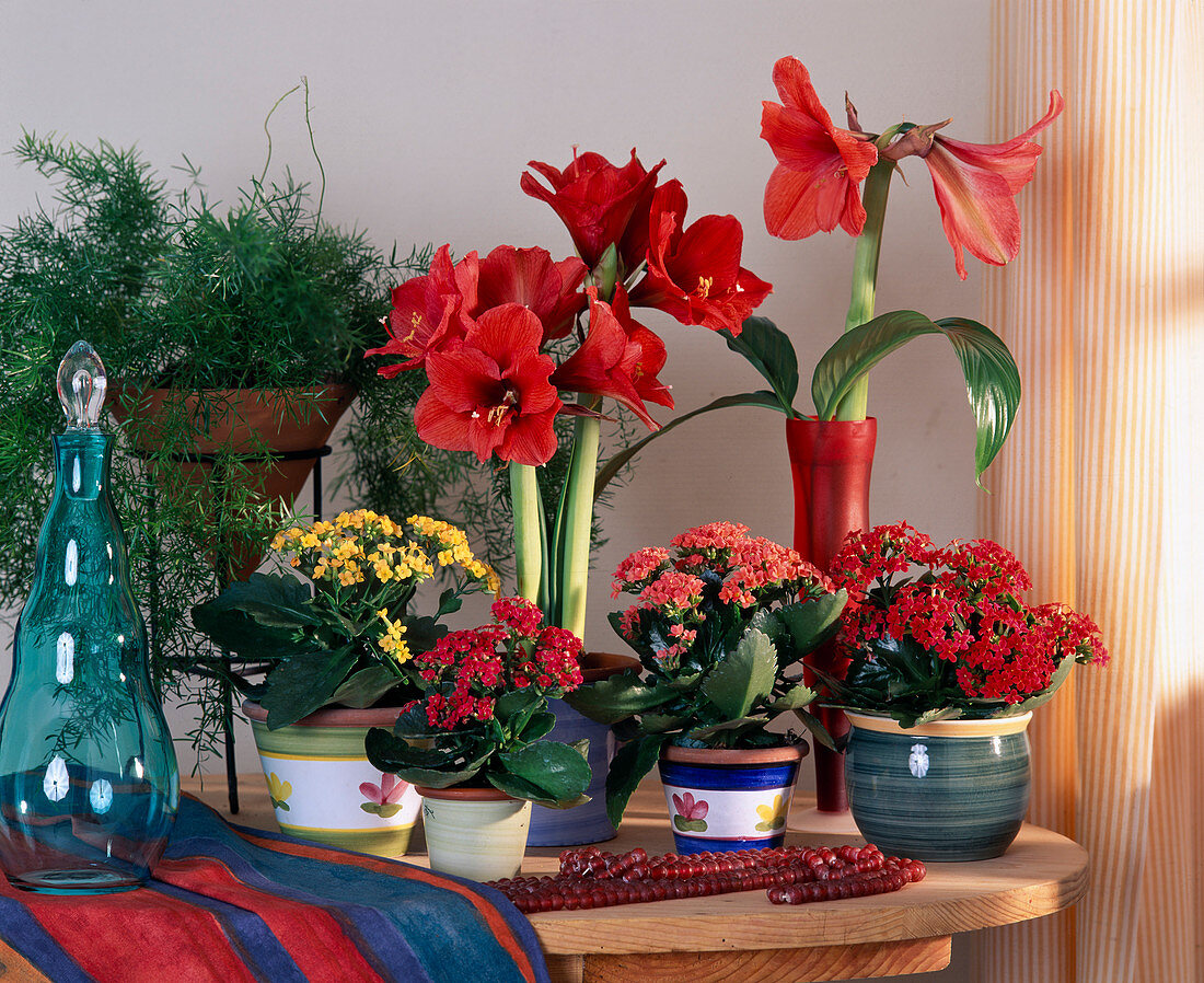 Kalanchoe blossfeldiana, Hippeastrum hybr.