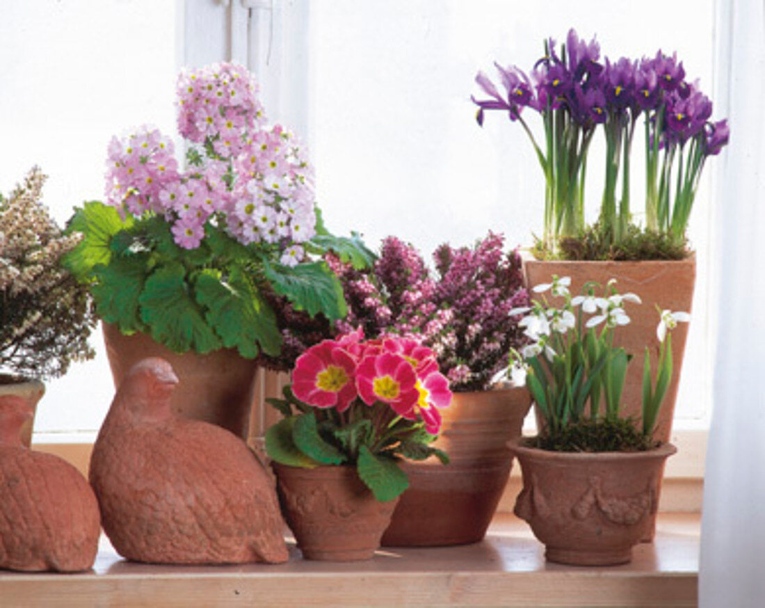 Spring arrangement with primroses, snow heather and net iris