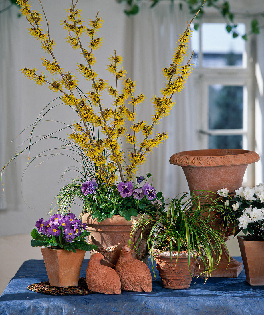 Hamamelis Japonica, Viola Wittrockiana