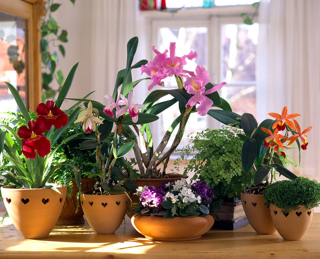 Miltonia, Cattleya, Laeliocattleya hybrid