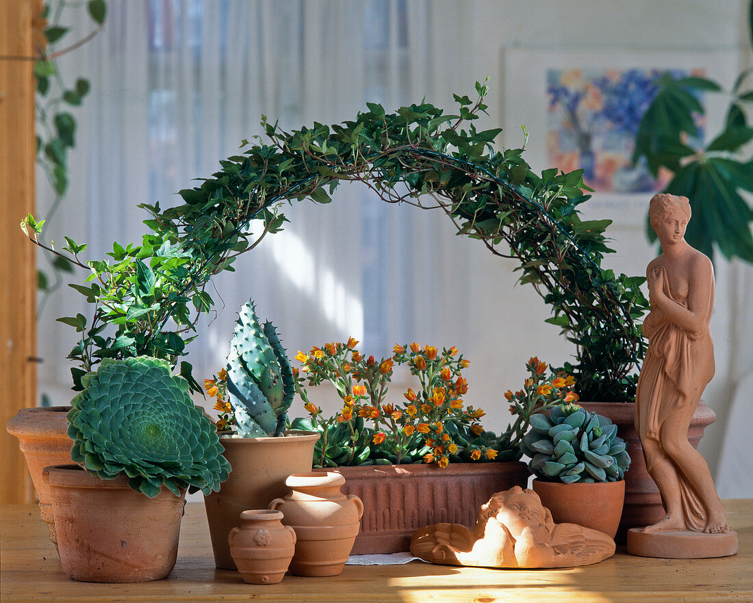 Arch of Hedera helix, Echeveria, Aeonium hybrid