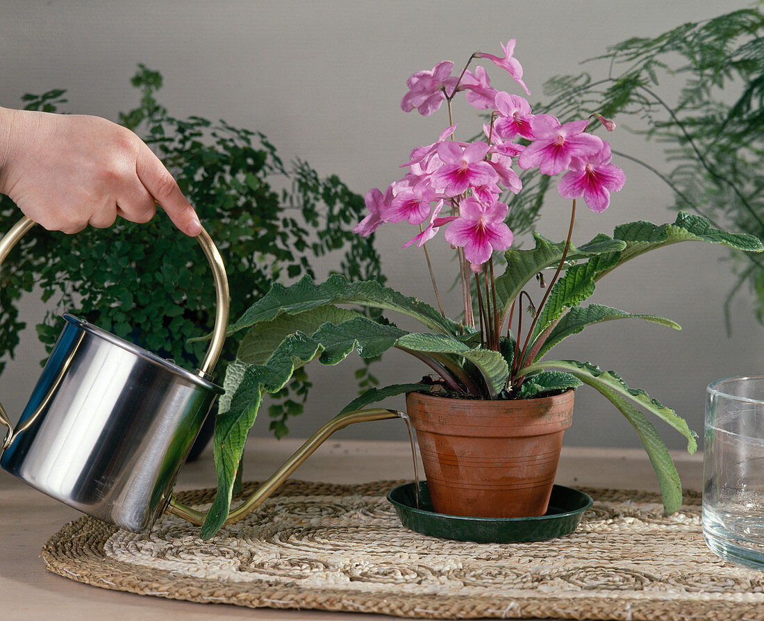 Streptocarpus - do not wet leaves when watering