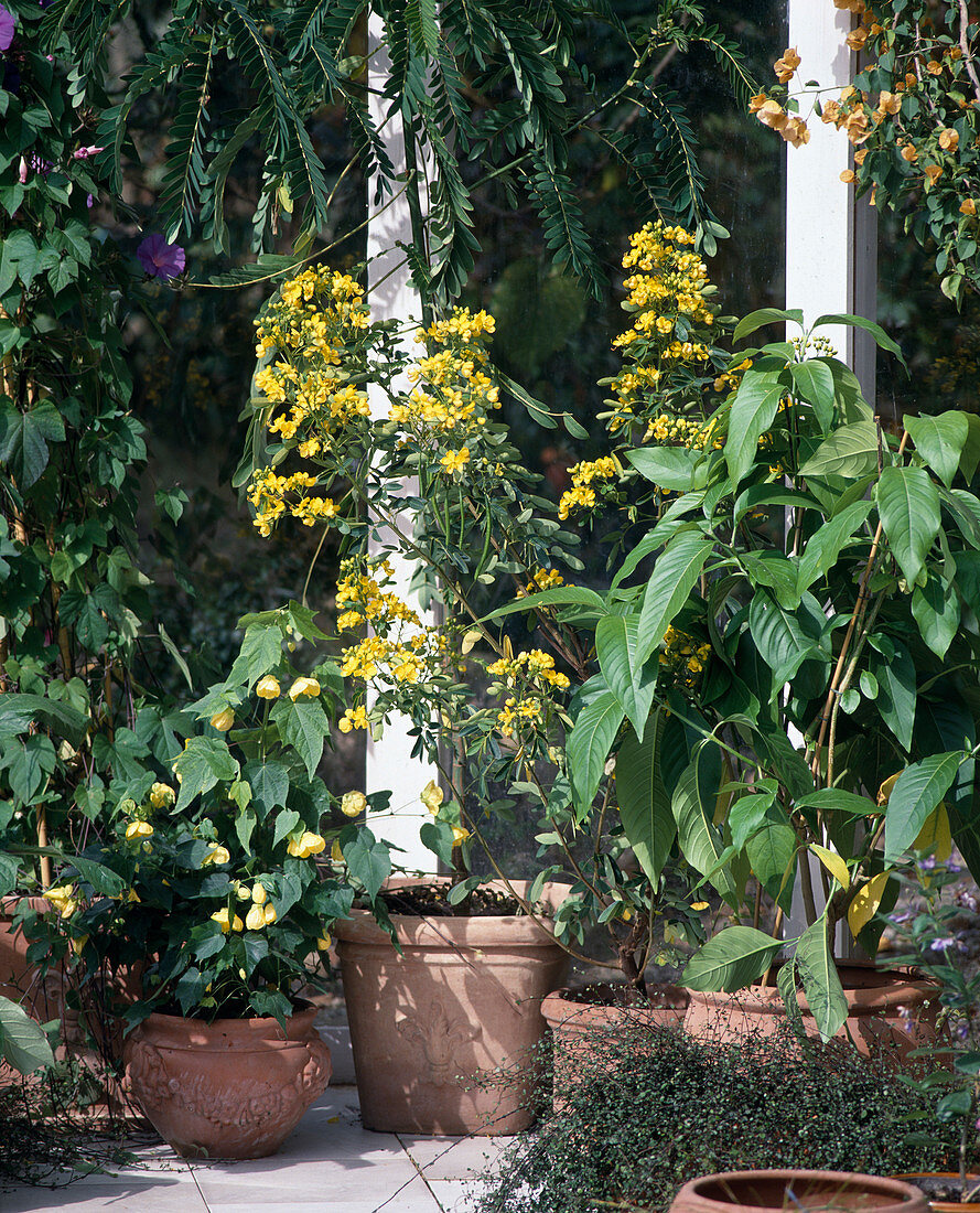 Abutilon-hybride, Cassia corymbosa, Adhatoda
