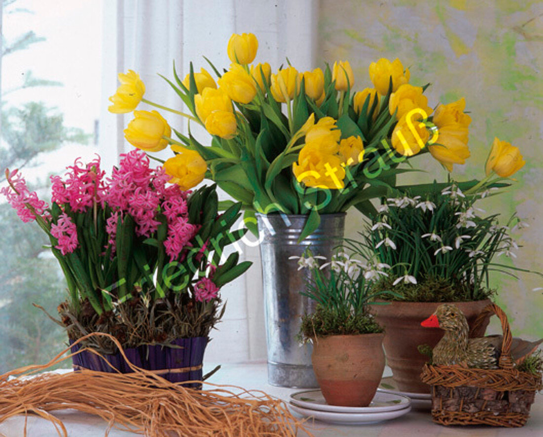 Spring in the room-Hyacinths, bouquet of tulips, snowdrops