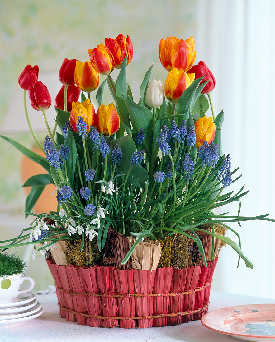 Tulipa (tulips), Muscari (grape hyacinth)