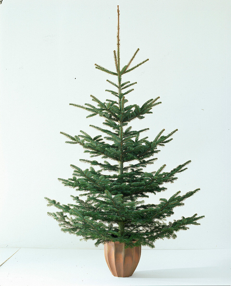 Abies nobilis 'Glauca', silver fir