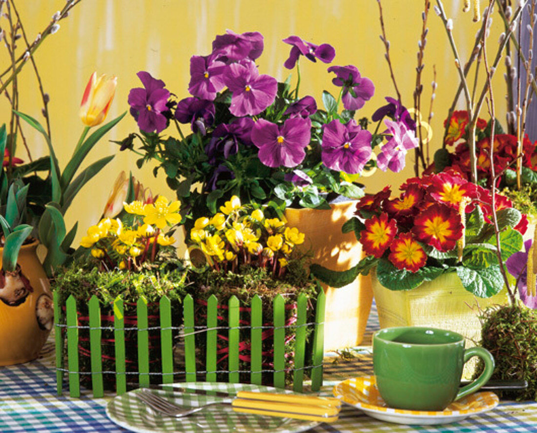 Spring arrangement with winter bulbs, primrose and pansies