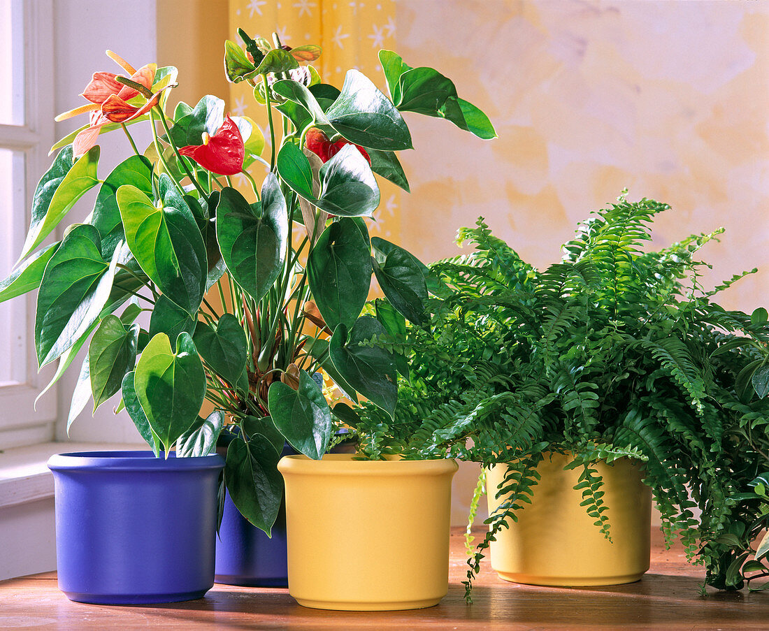 Anthurium, Nephrolepis with blue and yellow planters