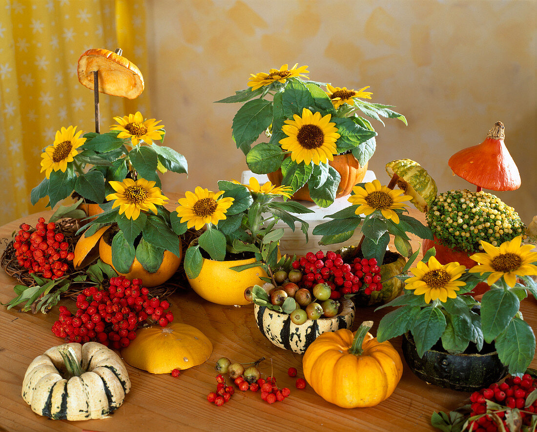 Sunflowers in hollowed out mini pumpkins