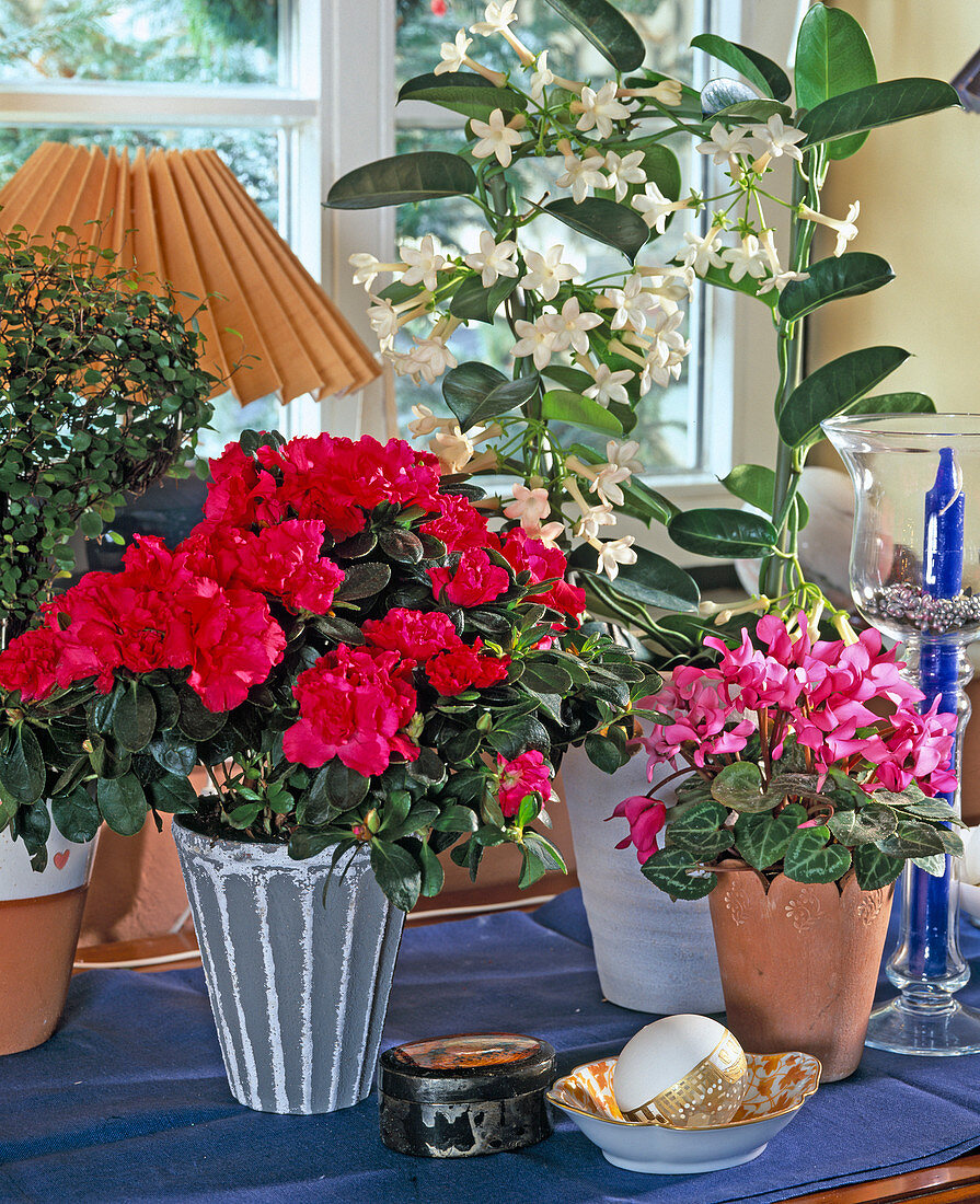 Rhododendron simsii (indoor azalea), Stephanotis (wreath loop)