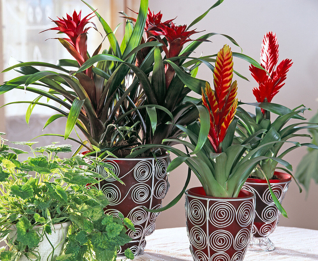 Guzmania and Vriesea, Bromeliads