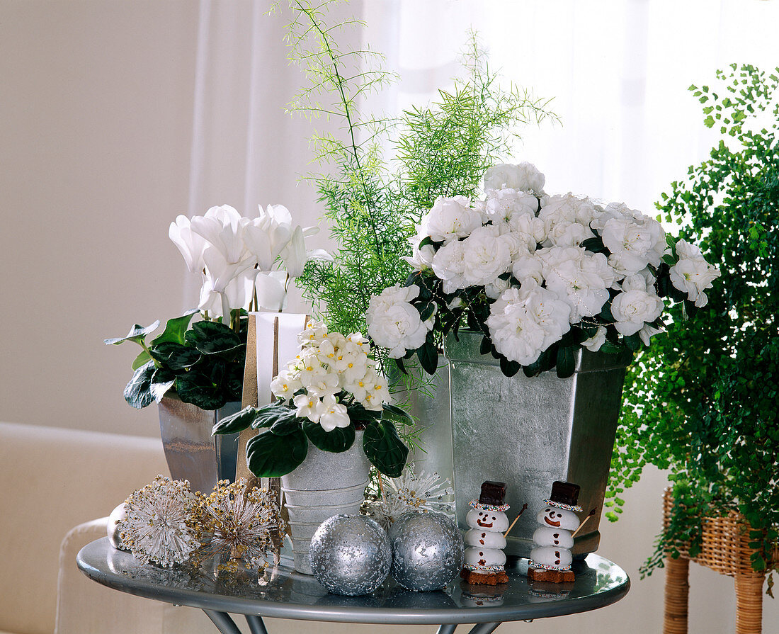 White Christmas: Cyclamen persicum (cyclamen), Saintpaulia ionantha, Azalea