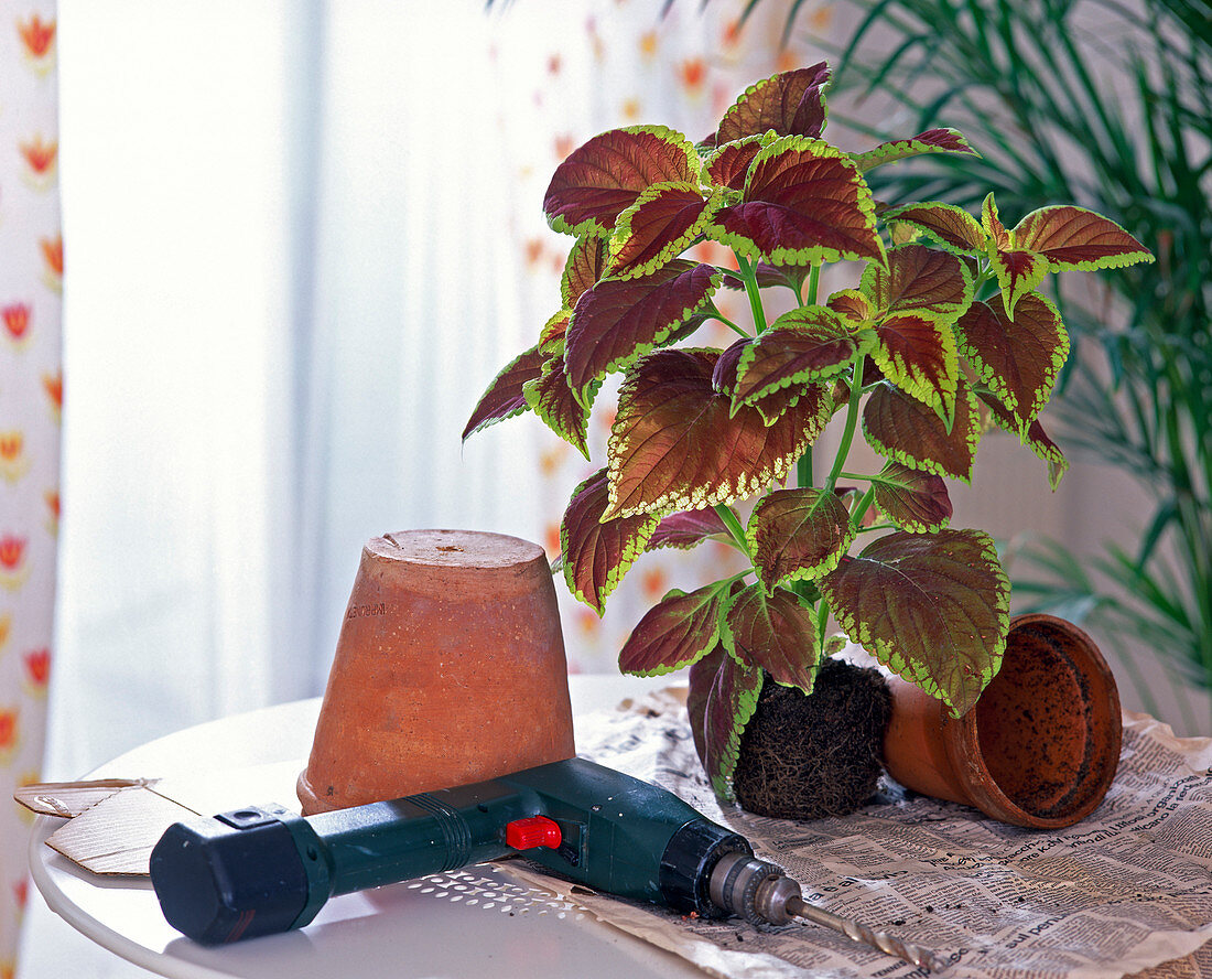 Before repotting Coleus blumei (common nettle) drain hole