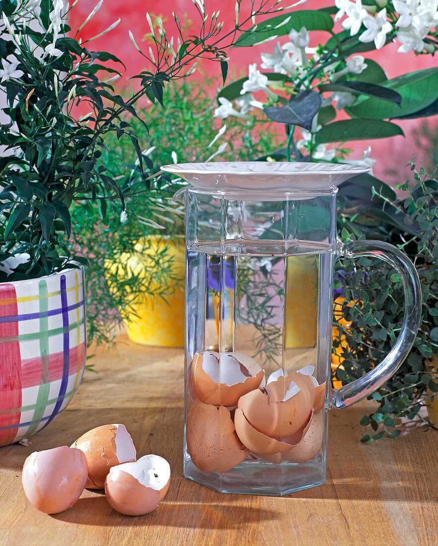 Place egg shells in water, cover 1 day