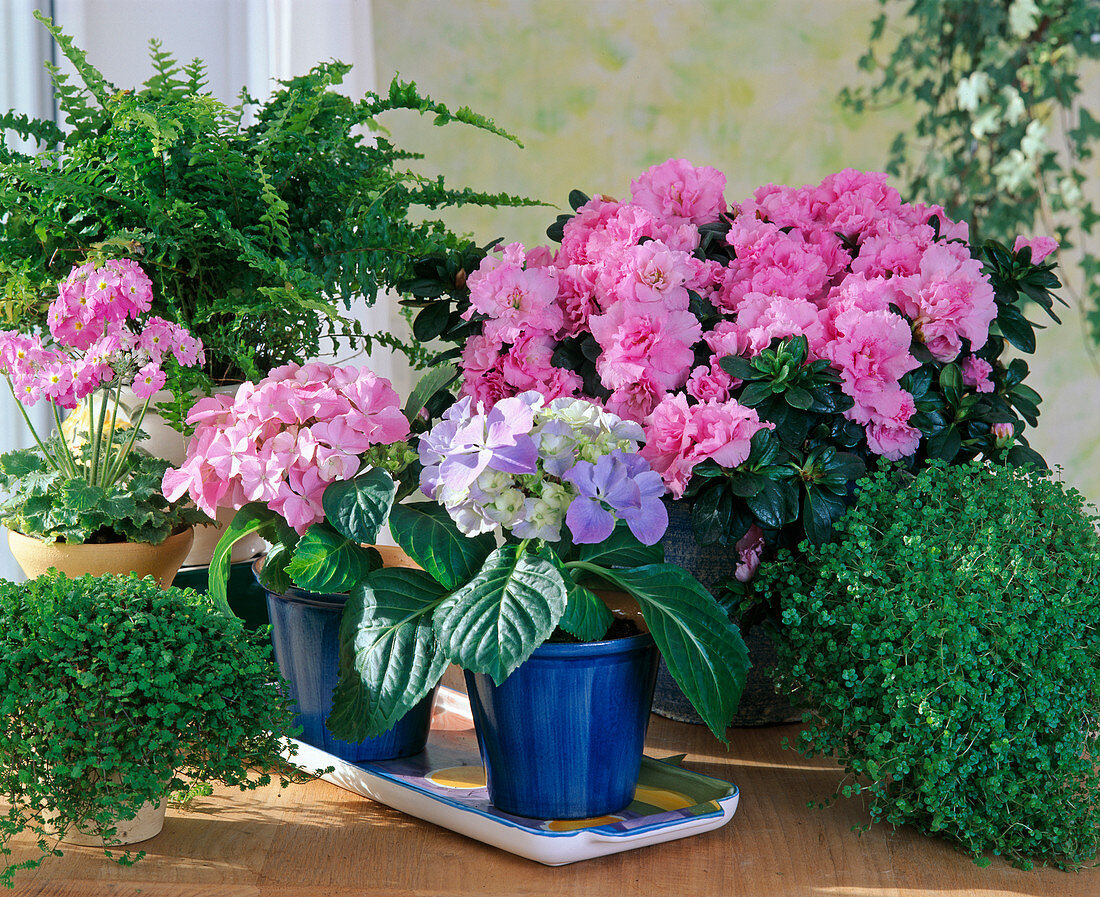 Hydrangea (hydrangea), Azalea (azalea)