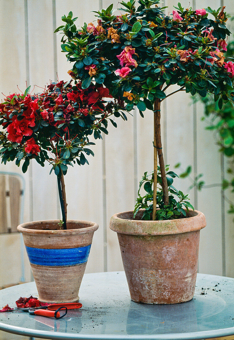 Azaleenstämmchen für die Übersommerung nach der Blüte zurückschneiden