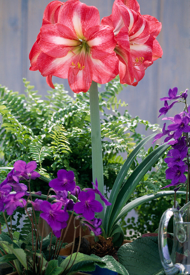 Hippeastrum-Hybr. / Amaryllis