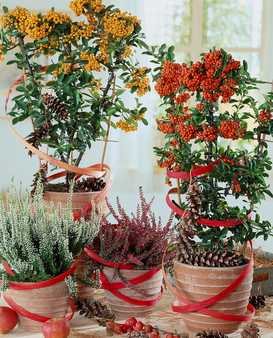 Pyrantha coccinea (Feuerdorn)