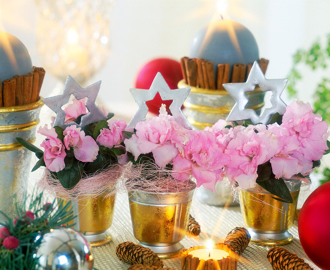 Azalea hybr. (mini azaleas) decorated for Christmas