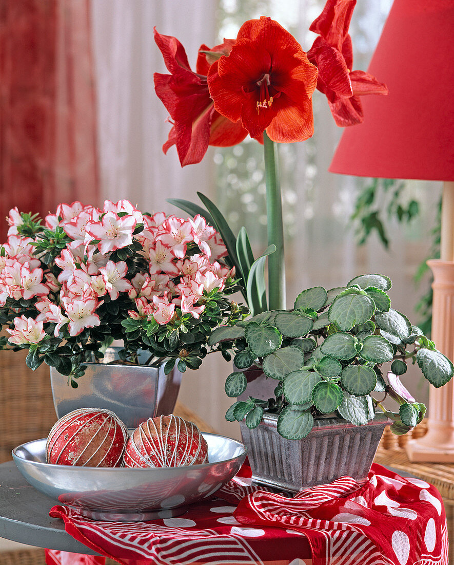 Azalea hybr., Hippeastrum (Amaryllis), Plectranthus