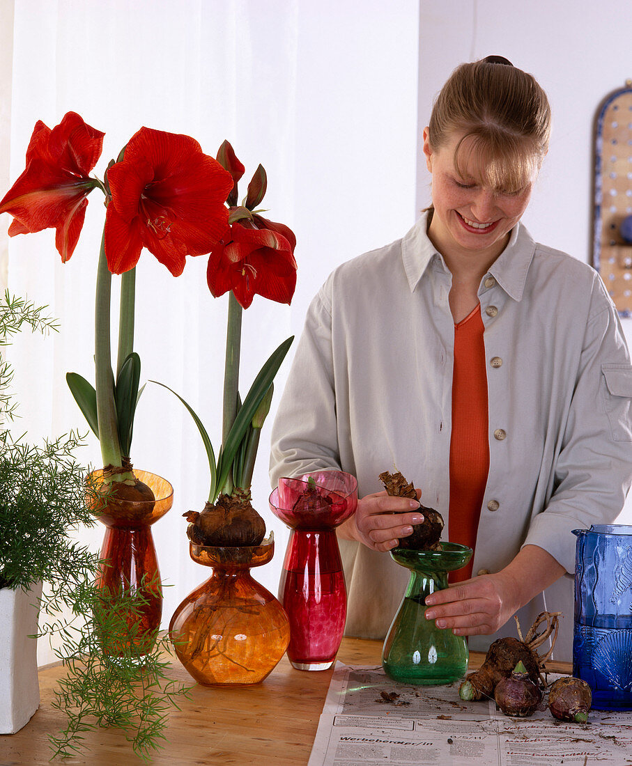 Pull Amaryllis Hippeastrum out of glasses - put onions on glass