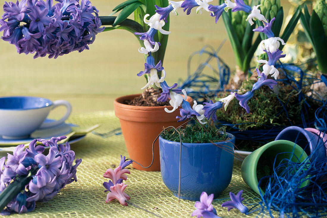 Hyazinthenblüten auf einen Draht fädeln