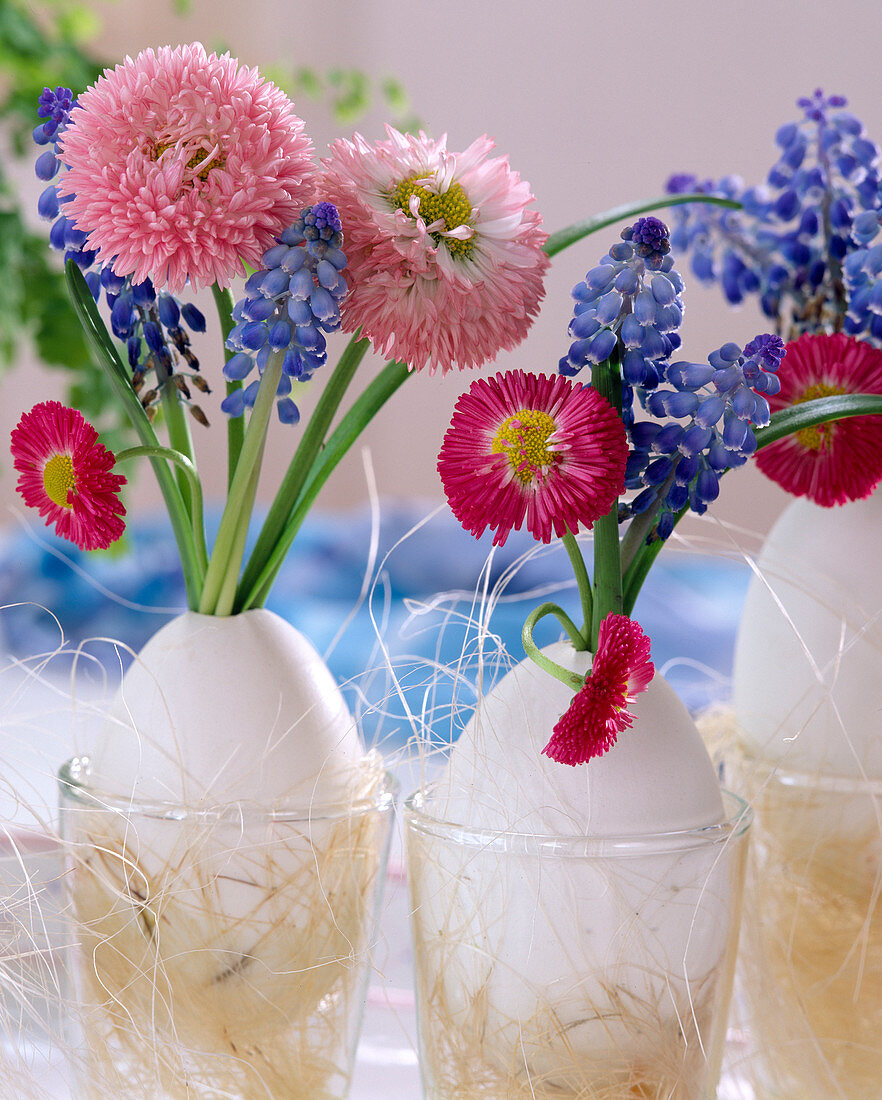 Duck eggs with Muscari armeniacum (grape hyacinths)