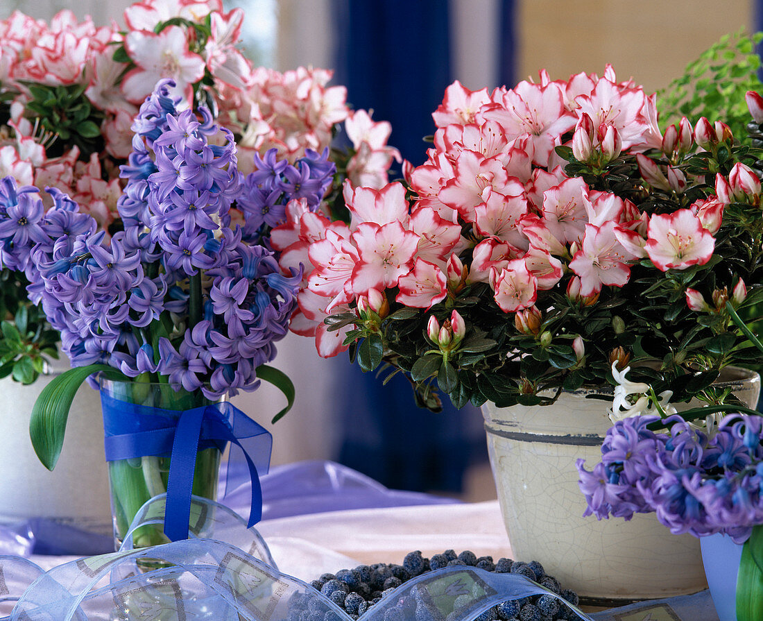 Hyacinthus multiflora, azalea hybr