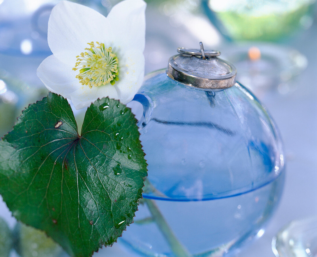 Glass balls with Helleborus blossom (Christmas rose) with leaf
