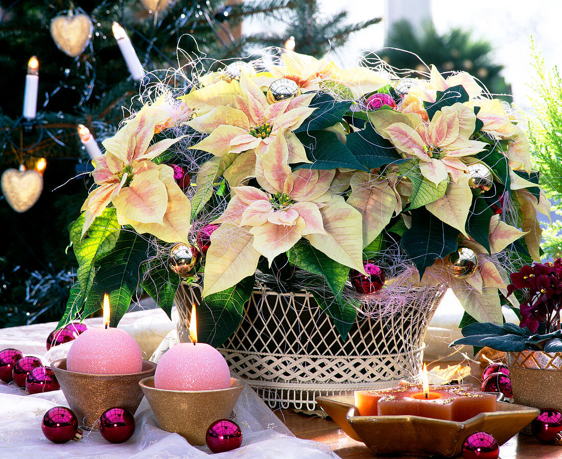 Euphorbia pulcherrima 'Cortez Marble', (Poinsettia)