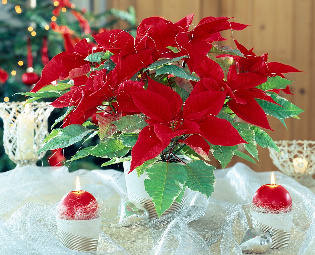 Euphorbia pulcherrima 'Silverstar Red'