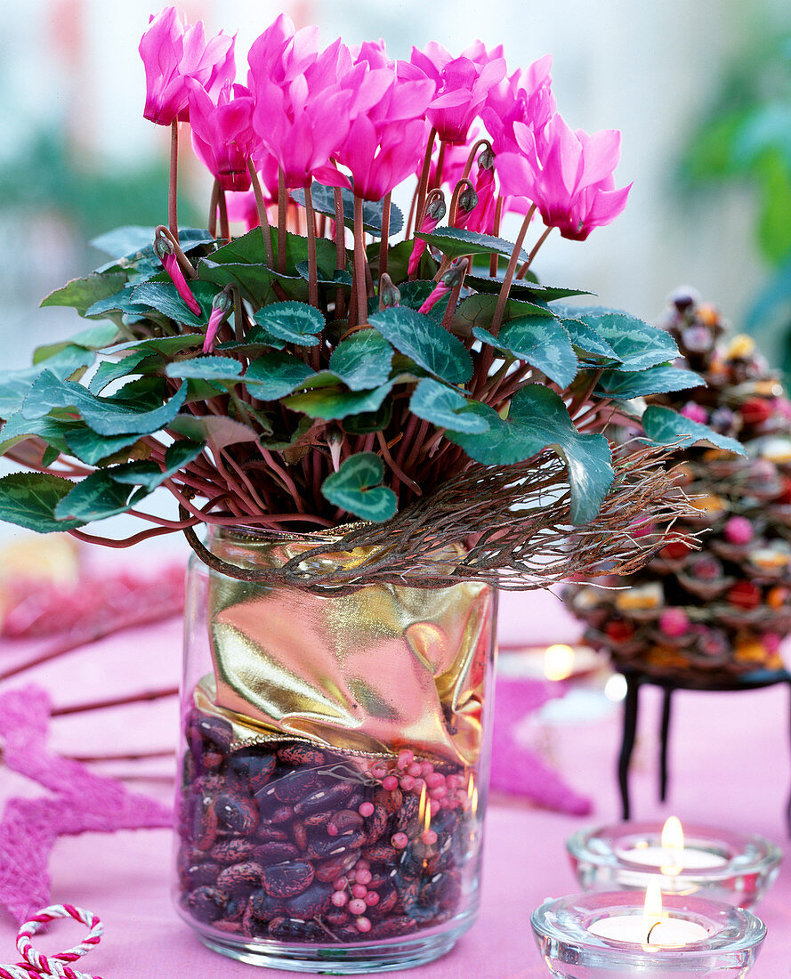 Cyclamen persicum, cyclamen in glass with gold foil, bean seeds and pepper