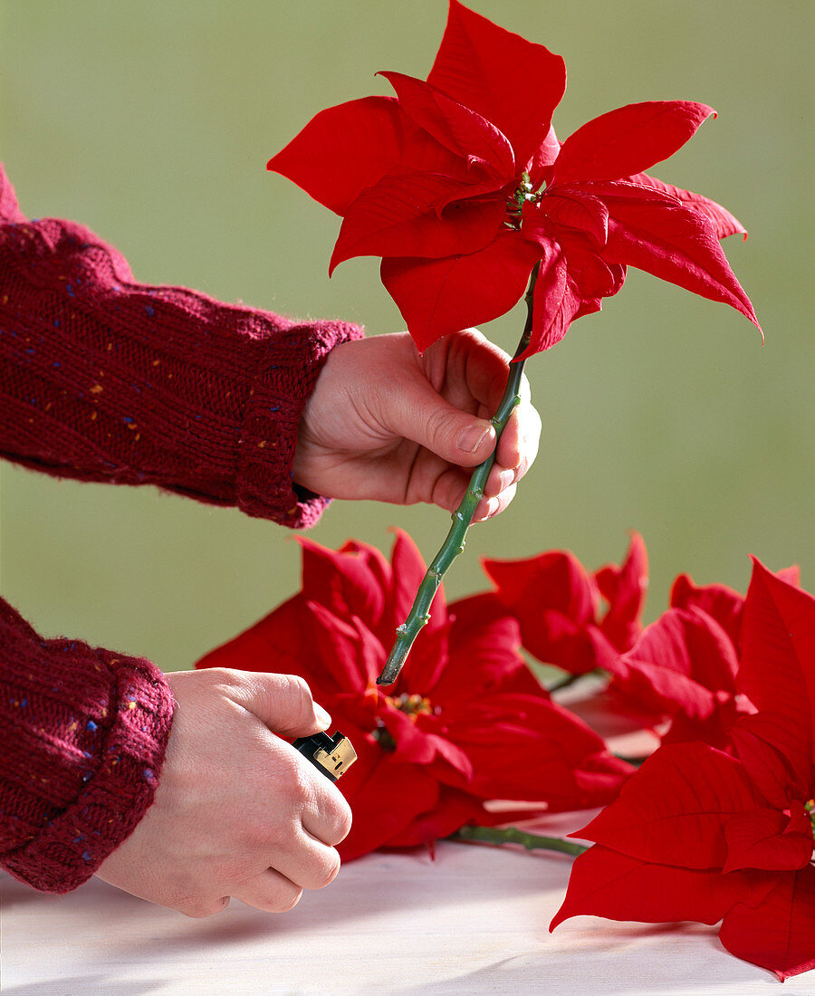 Tie Christmas Bunch