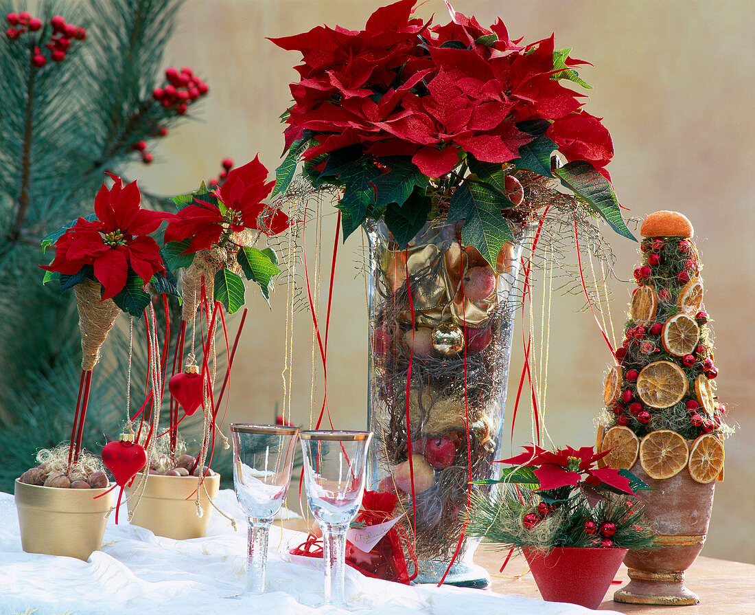 Euphorbia pulcherrima (Poinsettia) 'Red Elf', decorated for Christmas