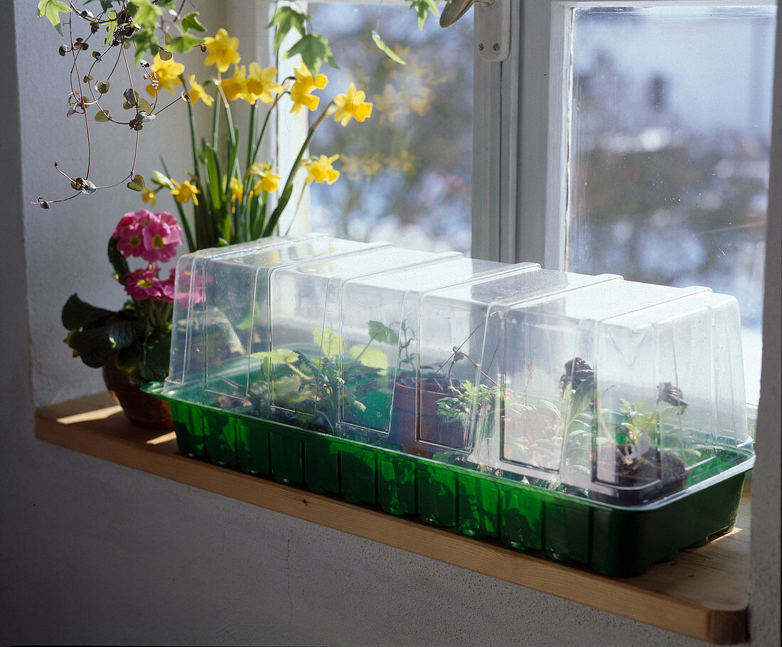 Indoor greenhouse