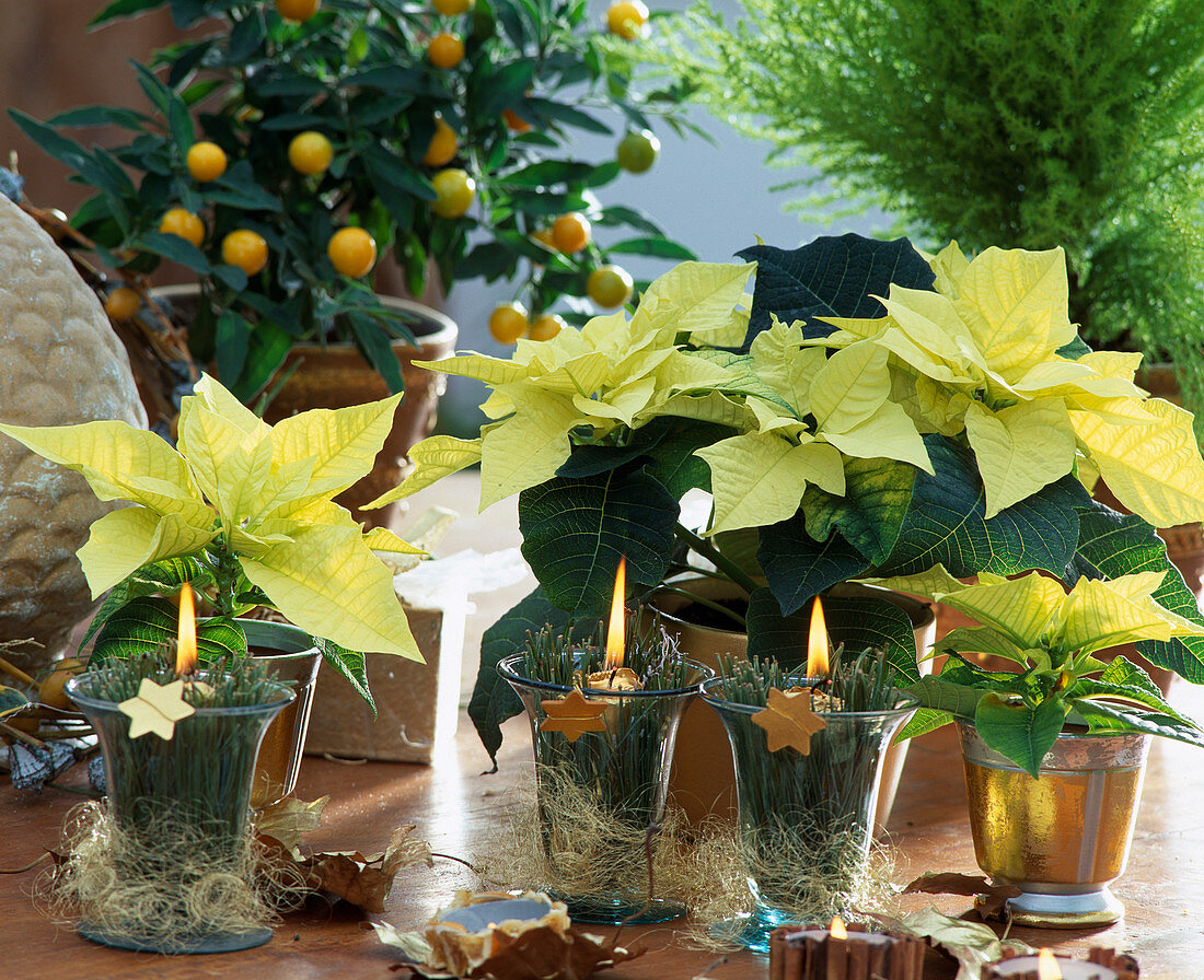 Euphorbia pulcherrima 'Lemon Snow', poinsettia