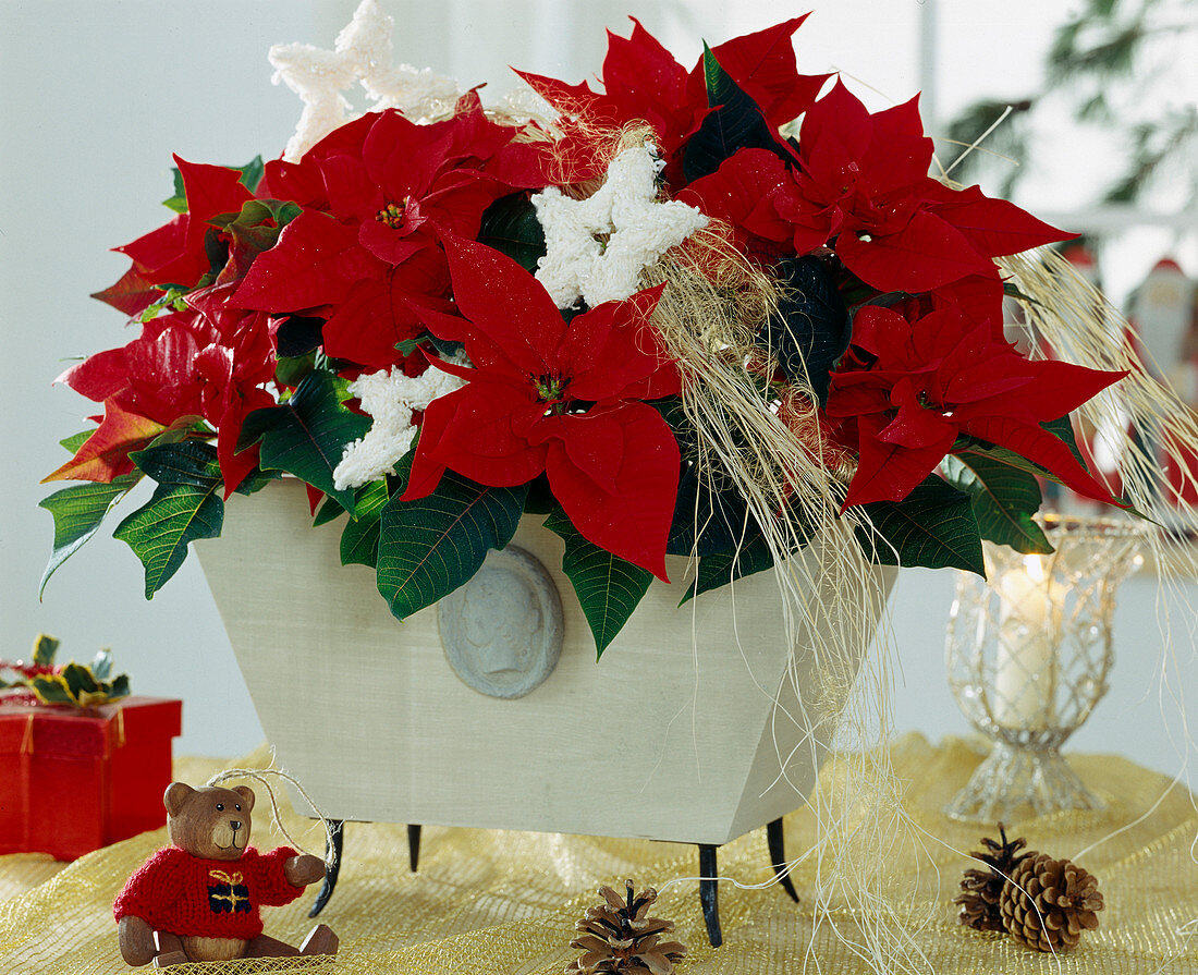 Euphorbia pulcherrima 'Red Elfe', poinsettia