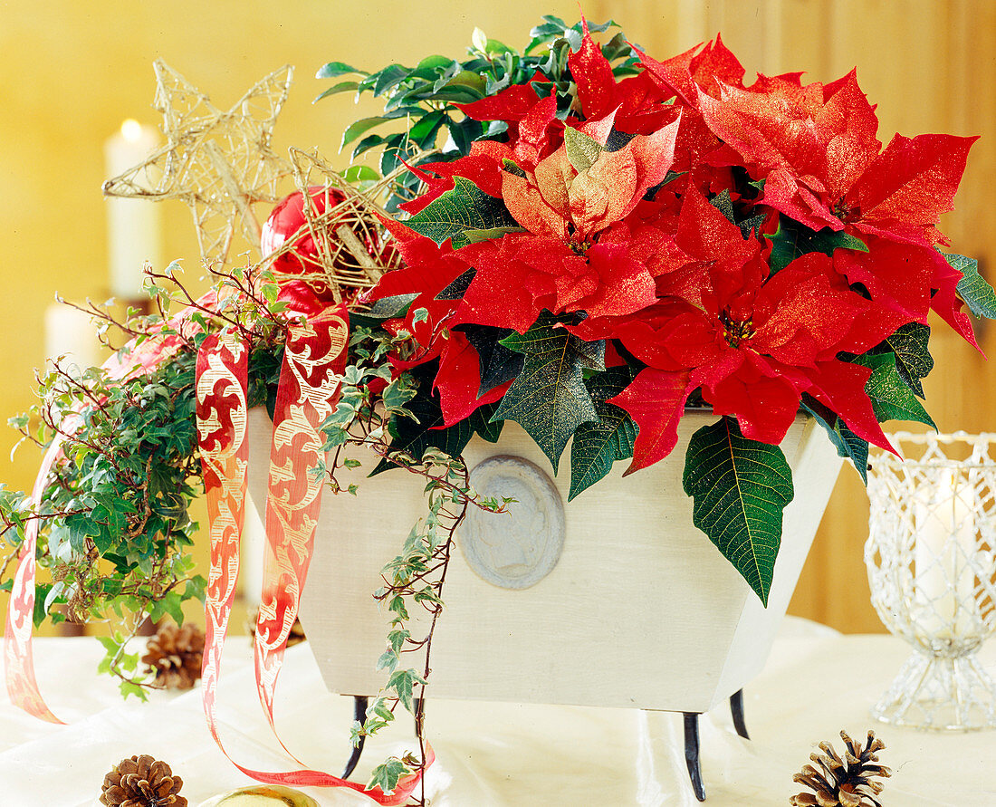 Euphorbia pulcherrima 'Red Elfe', poinsettia