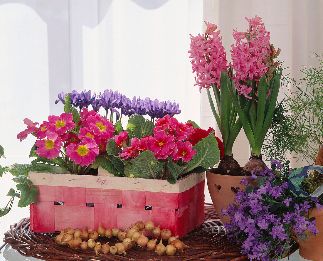 Primula ACAULIS, Iris RETICULATA, Hyacinthus