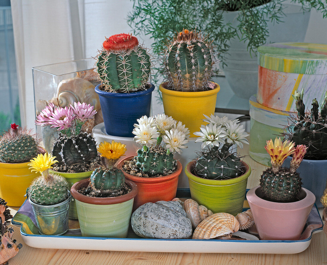 Cacti for permanent cultivation